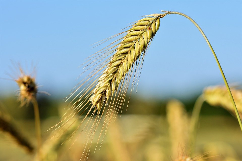 ВТБ запустил кредитование малого предпринимательства в сельском хозяйстве